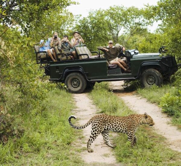 Wildlife Travel Ideas for Nature-Loving Visitors